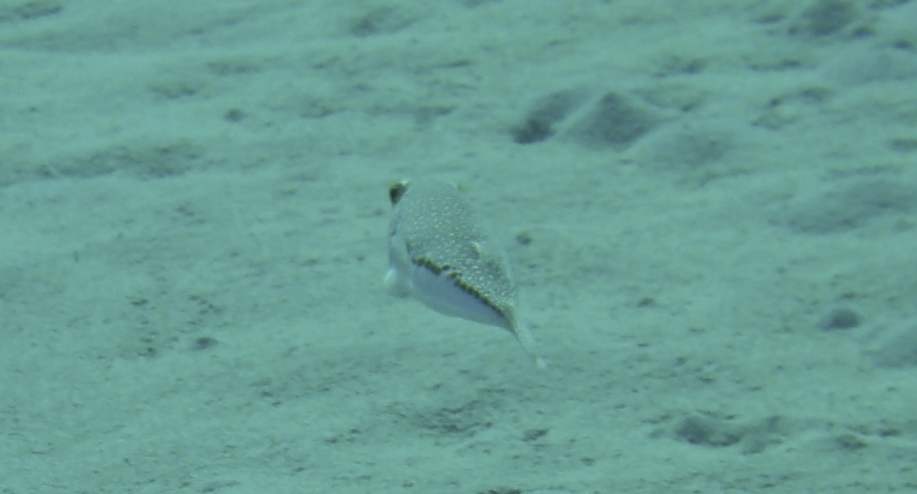 Torquigener flavimaculosus  a Karpathos (Grecia)